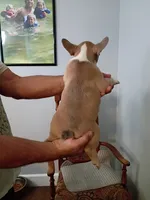 Scrappy Doo, a male French Bulldog for sale in Spartanburg, SC – 2 of 4
