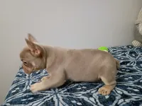 Ozzy, a male French Bulldog for sale in Spartanburg, SC – 2 of 6