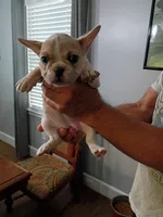 Athena , a female French Bulldog for sale in Spartanburg, SC – 1 of 4