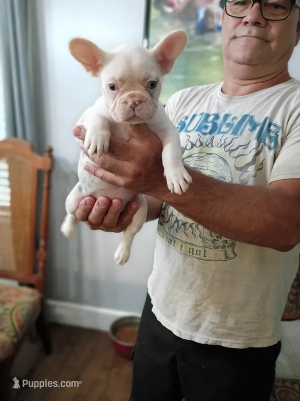 Chanel – French Bulldog puppy for sale in Spartanburg, SC