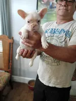 Chanel, a female French Bulldog for sale in Spartanburg, SC – 1 of 4