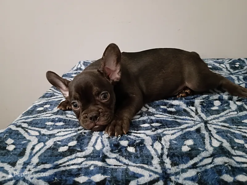 Denzel – French Bulldog puppy for sale in Spartanburg, SC