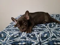 Denzel, a male French Bulldog for sale in Spartanburg, SC – 2 of 5