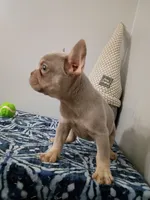 Ozzy, a male French Bulldog for sale in Spartanburg, SC – 4 of 6