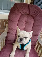 Maxamillion, a male French Bulldog for sale in Spartanburg, SC – 6 of 6