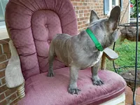 Winston, a male French Bulldog for sale in Spartanburg, SC – 4 of 4