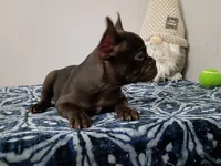 Denzel, a male French Bulldog for sale in Spartanburg, SC – 3 of 5