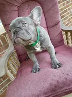 Winston, a male French Bulldog for sale in Spartanburg, SC – 2 of 4