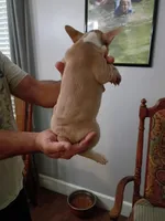 Athena , a female French Bulldog for sale in Spartanburg, SC – 3 of 4