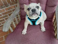 Maxamillion, a male French Bulldog for sale in Spartanburg, SC – 5 of 6