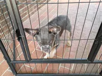 Ziba, a female French Bulldog for sale in Spartanburg, SC – 3 of 5