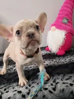 Samantha, a female French Bulldog for sale in Spartanburg, SC – Photo 2 of 3