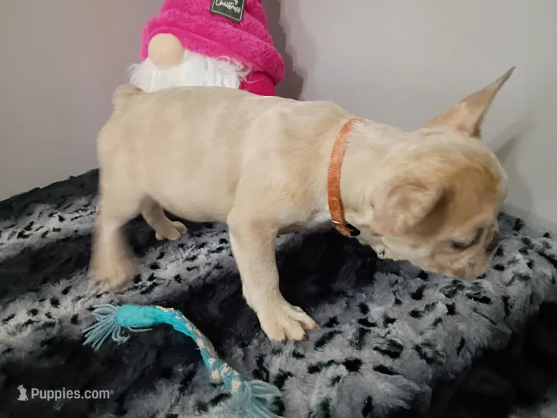Samantha – French Bulldog puppy for sale in Spartanburg, SC