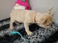 Samantha, a female French Bulldog for sale in Spartanburg, SC – Photo 1 of 3