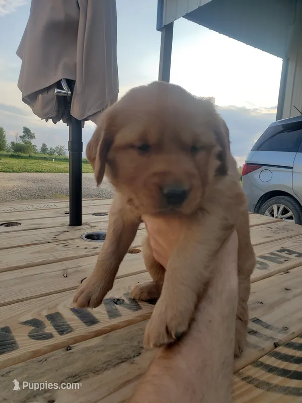 Gray – Golden Retriever puppy for sale in Dallas Center, IA