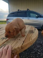 Gray, a male Golden Retriever for sale in Dallas Center, IA – 2 of 3