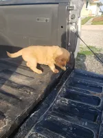 Blue Boy , a male Golden Retriever for sale in Dallas Center, IA – 2 of 4
