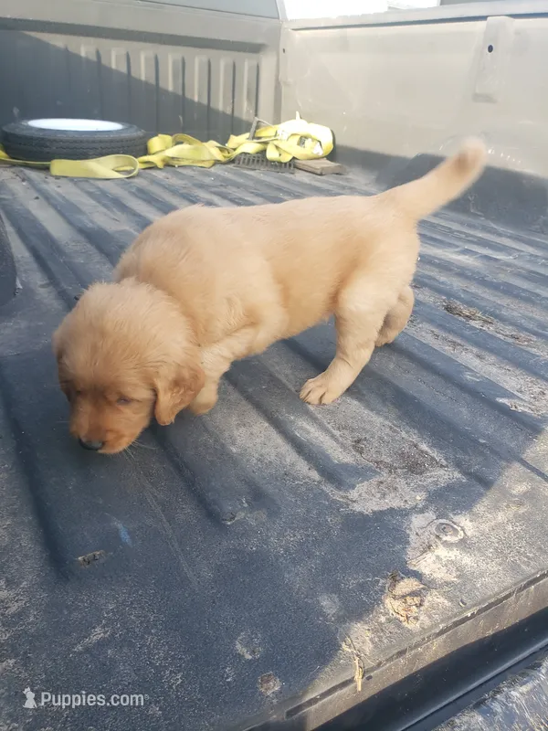 Blue Boy  – Golden Retriever puppy for sale in Dallas Center, IA