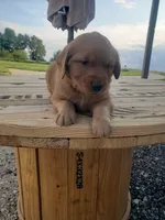Gray, a male Golden Retriever for sale in Dallas Center, IA – 3 of 3
