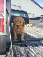 Saffron, a female Golden Retriever for sale in Dallas Center, IA – 1 of 2