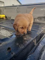 Little Red, a female Golden Retriever for sale in Dallas Center, IA – 2 of 3