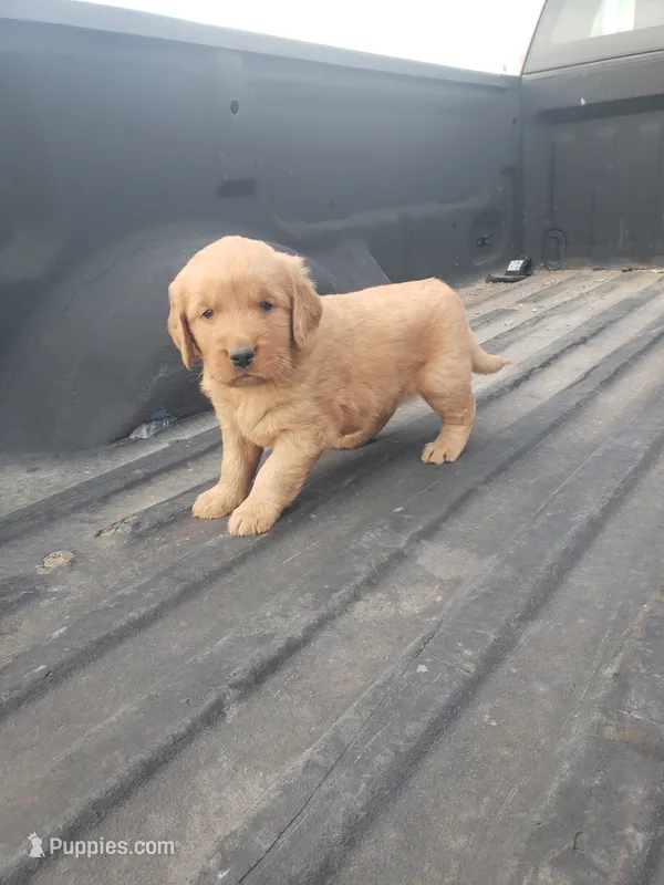 Pink – Golden Retriever puppy for sale in Dallas Center, IA