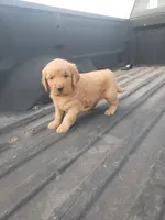 Pink, a female Golden Retriever for sale in Dallas Center, IA – 1 of 4
