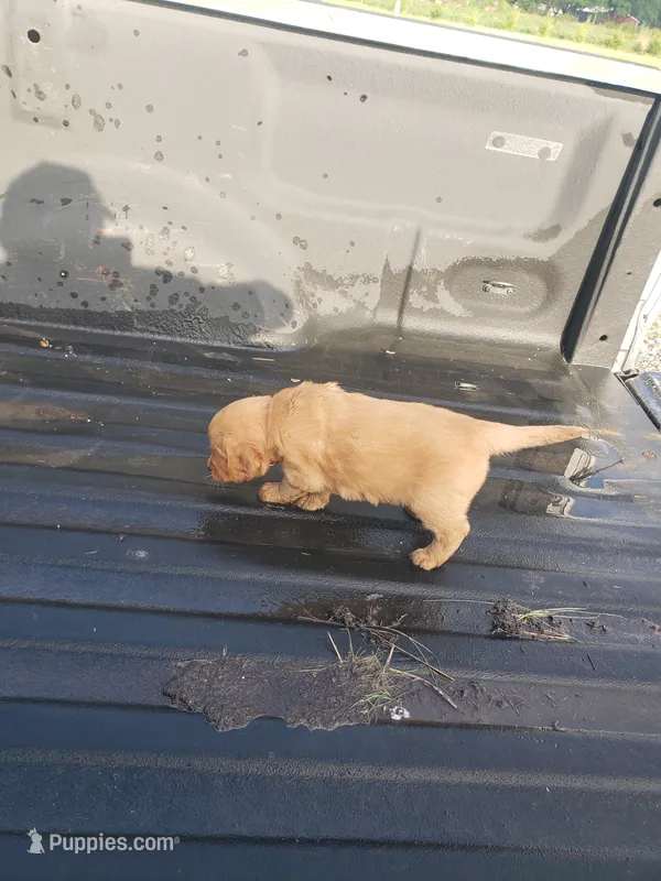 Little Red – Golden Retriever puppy for sale in Dallas Center, IA
