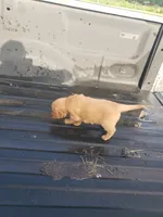 Little Red, a female Golden Retriever for sale in Dallas Center, IA – 1 of 3