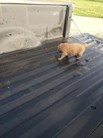Little Red, a female Golden Retriever for sale in Dallas Center, IA – 3 of 3