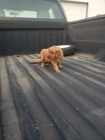 Pink, a female Golden Retriever for sale in Dallas Center, IA – 2 of 4