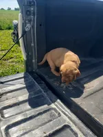 Saffron, a female Golden Retriever for sale in Dallas Center, IA – 2 of 2