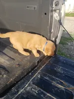 Blue Boy , a male Golden Retriever for sale in Dallas Center, IA – 3 of 4