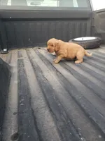 Pink, a female Golden Retriever for sale in Dallas Center, IA – 4 of 4