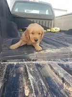 Blue Boy , a male Golden Retriever for sale in Dallas Center, IA – 4 of 4