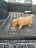Pink, a female Golden Retriever for sale in Dallas Center, IA – 3 of 4