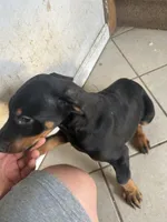 Boy , a male Doberman Pinscher for sale in Dodge City, KS – 9 of 9
