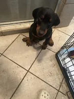 Boy , a male Doberman Pinscher for sale in Dodge City, KS – 7 of 9