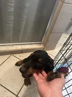 Boy , a male Doberman Pinscher for sale in Dodge City, KS – 8 of 9