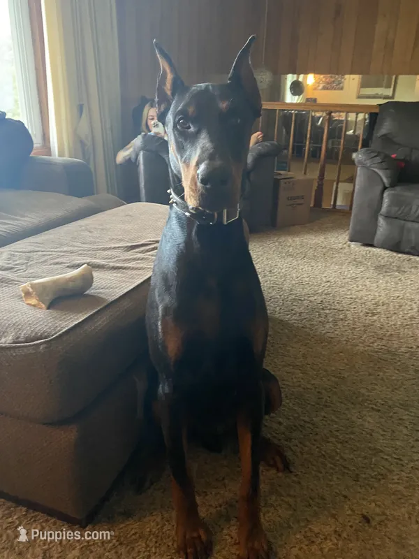 Duke dad (not for sale) – Doberman Pinscher puppy for sale in Dodge City, KS