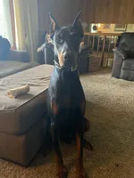 Duke dad (not for sale), a male Doberman Pinscher for sale in Dodge City, KS – 1 of 1