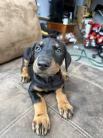 Boy , a male Doberman Pinscher for sale in Dodge City, KS – 1 of 9