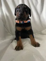Babygirl , a female Doberman Pinscher for sale in Dodge City, KS – 3 of 4