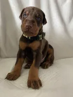Camo boy , a male Doberman Pinscher for sale in Dodge City, KS – 6 of 6