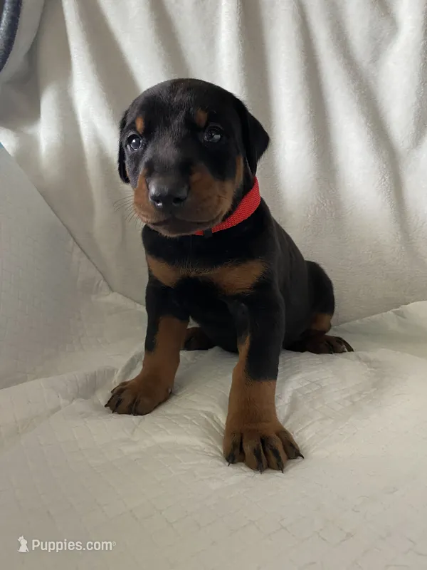 Red collar boy – Doberman Pinscher puppy for sale in Dodge City, KS