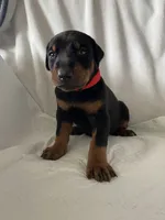 Red collar boy, a male Doberman Pinscher for sale in Dodge City, KS – 1 of 5