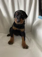 Black collar boy, a male Doberman Pinscher for sale in Dodge City, KS – 2 of 3