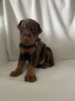 Camo boy , a male Doberman Pinscher for sale in Dodge City, KS – 1 of 6