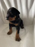 Black collar boy, a male Doberman Pinscher for sale in Dodge City, KS – 3 of 3