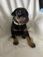 Daisy girl (mom) not for sale, a male Doberman Pinscher for sale in Dodge City, KS – 10 of 10